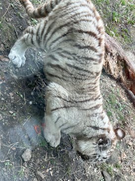 伊豆アニマルキングダムに投稿された画像（2025/3/23）