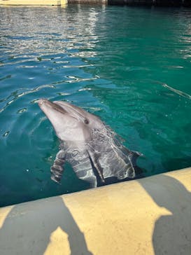 伊豆・三津シーパラダイスに投稿された画像（2025/3/24）