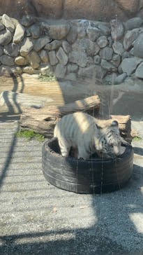 東武動物公園に投稿された画像（2025/3/24）