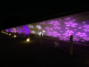 NAKED meets 二条城 2025 観月に投稿された画像（2025/3/24）