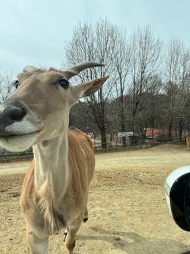 東北サファリパークに投稿された画像（2025/3/24）