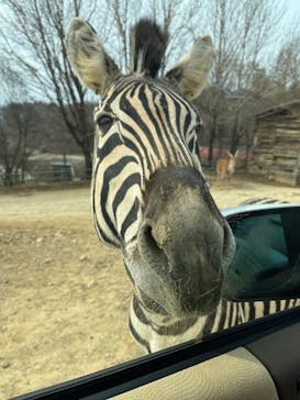 東北サファリパークに投稿された画像（2025/3/24）