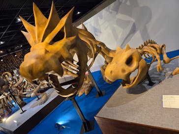 福井県立恐竜博物館に投稿された画像（2025/3/24）