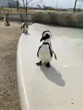 仙台うみの杜水族館に投稿された画像（2025/3/24）