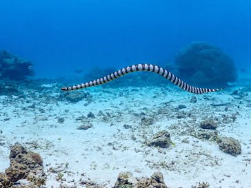 SUNSHINE MARIN 宮古島に投稿された画像（2025/3/24）