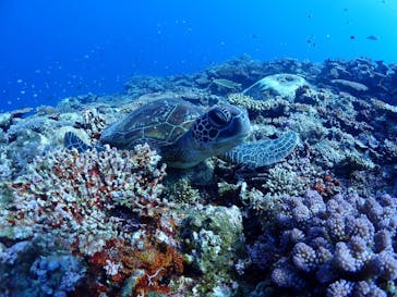 calm石垣島に投稿された画像（2025/3/24）