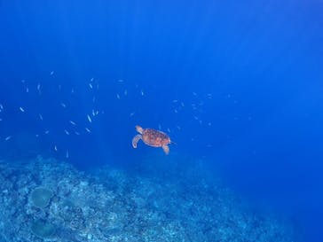 calm石垣島に投稿された画像（2025/3/24）