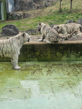 伊豆アニマルキングダムに投稿された画像（2025/3/24）