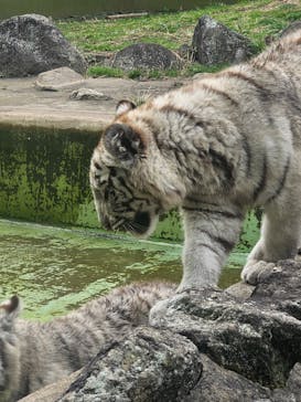 伊豆アニマルキングダムに投稿された画像（2025/3/24）