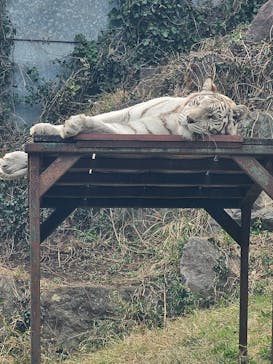 伊豆アニマルキングダムに投稿された画像（2025/3/24）