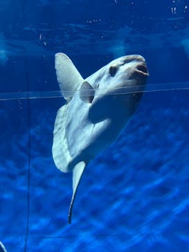 アクアワールド茨城県大洗水族館に投稿された画像（2025/3/24）
