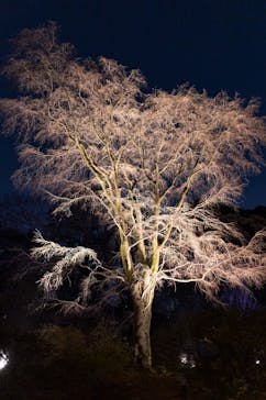 六義園に投稿された画像（2025/3/24）