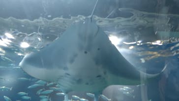 マクセル アクアパーク品川に投稿された画像（2025/3/24）