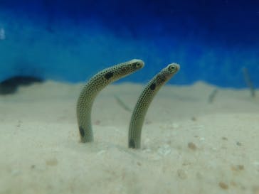 大分マリーンパレス水族館 「うみたまご」に投稿された画像（2025/3/24）