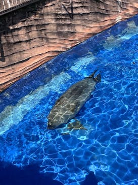 名古屋市東山動植物園に投稿された画像（2025/3/24）