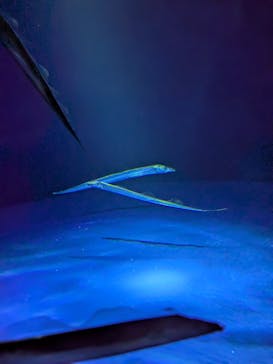 サンシャイン水族館に投稿された画像（2025/3/24）