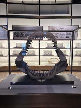 アクアワールド茨城県大洗水族館に投稿された画像（2025/3/24）