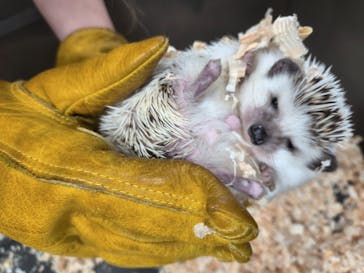 いきもの探検隊上尾に投稿された画像（2025/3/24）