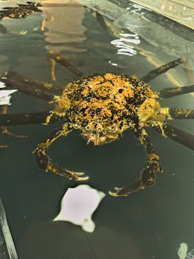 いきもの探検隊上尾に投稿された画像（2025/3/24）