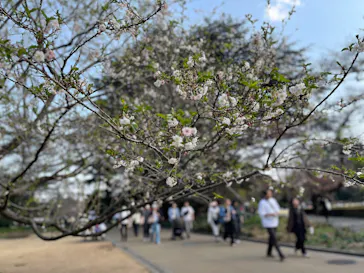 新宿御苑に投稿された画像（2025/3/24）
