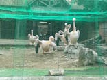 東京動物園協会_多摩動物公園に投稿された画像（2025/3/24）