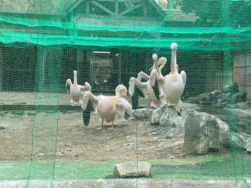 東京動物園協会_多摩動物公園に投稿された画像（2025/3/24）