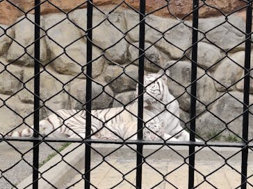 東武動物公園に投稿された画像（2025/3/24）