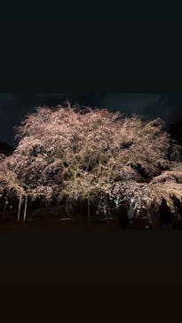 六義園に投稿された画像（2025/3/24）