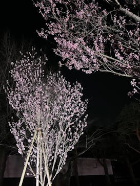 NAKED meets 二条城 2025 観月に投稿された画像（2025/3/24）