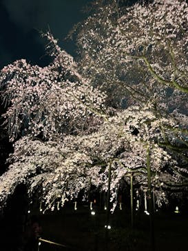 六義園に投稿された画像（2025/3/24）