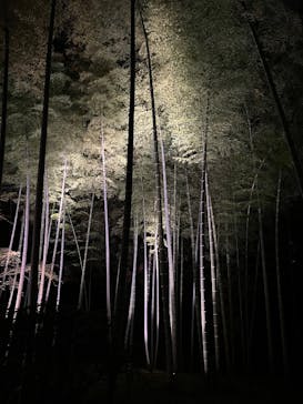 六義園に投稿された画像（2025/3/24）