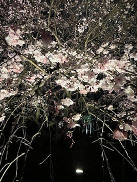 六義園に投稿された画像（2025/3/24）