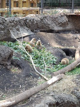 恩賜上野動物園に投稿された画像（2025/3/24）