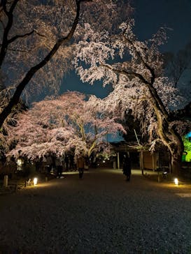 六義園に投稿された画像（2025/3/24）