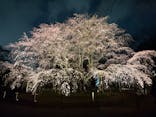 六義園に投稿された画像（2025/3/24）