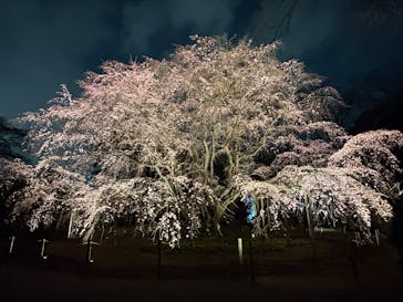 六義園に投稿された画像（2025/3/24）