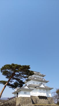 小田原城に投稿された画像（2025/3/24）
