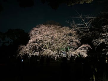 六義園に投稿された画像（2025/3/24）