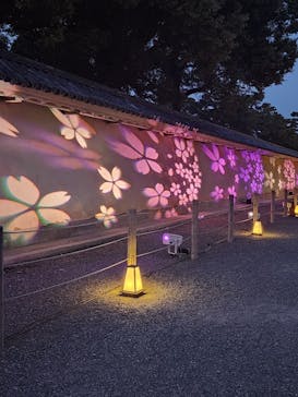 NAKED meets 二条城 2025 観月に投稿された画像（2025/3/24）