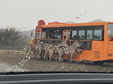 秋吉台自然動物公園 サファリランドに投稿された画像（2025/3/24）