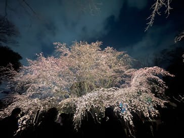 六義園に投稿された画像（2025/3/24）