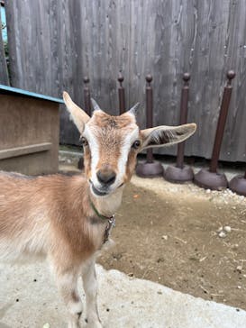 しろとり動物園に投稿された画像（2025/3/24）