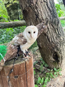 しろとり動物園に投稿された画像（2025/3/24）