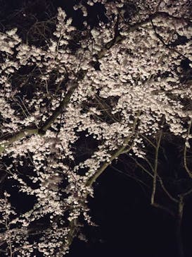 六義園に投稿された画像（2025/3/25）