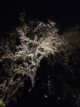 六義園に投稿された画像（2025/3/25）