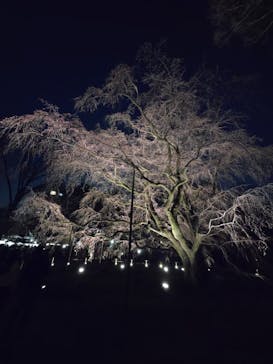 六義園に投稿された画像（2025/3/25）
