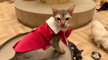 猫カフェモカ　イオンモール羽生店に投稿された画像（2025/3/25）