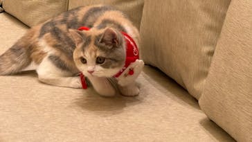 猫カフェモカ　イオンモール羽生店に投稿された画像（2025/3/25）