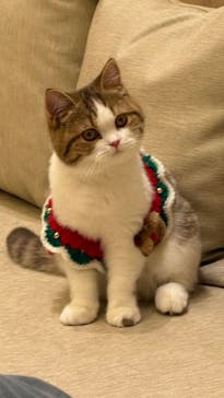 猫カフェモカ　イオンモール羽生店に投稿された画像（2025/3/25）