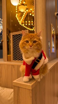 猫カフェモカ　イオンモール羽生店に投稿された画像（2025/3/25）